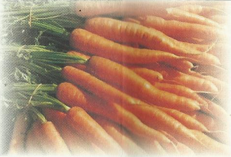 composta di carota composta di carota